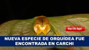 nueva orquidea rara