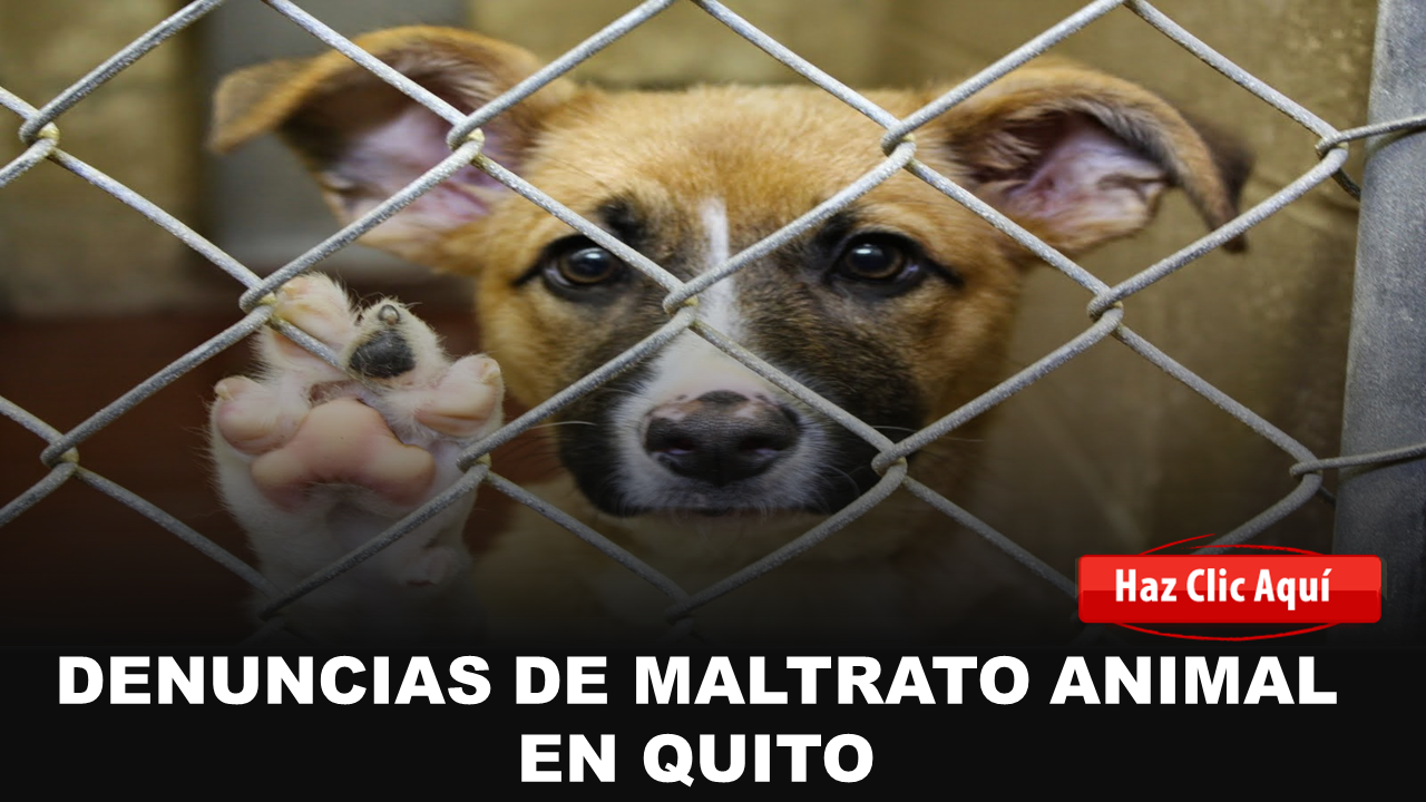 Denuncias de maltrato animal en Quito